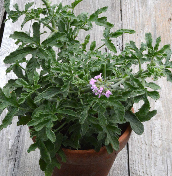 Lemon Rose Fragrant Pelargonium