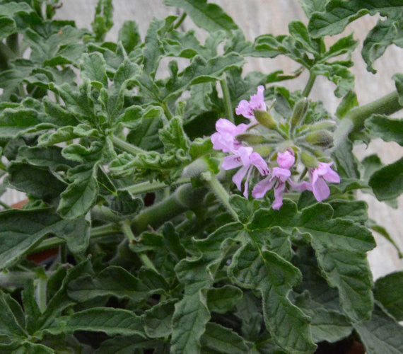 Rober's Lemon Rose Geranium