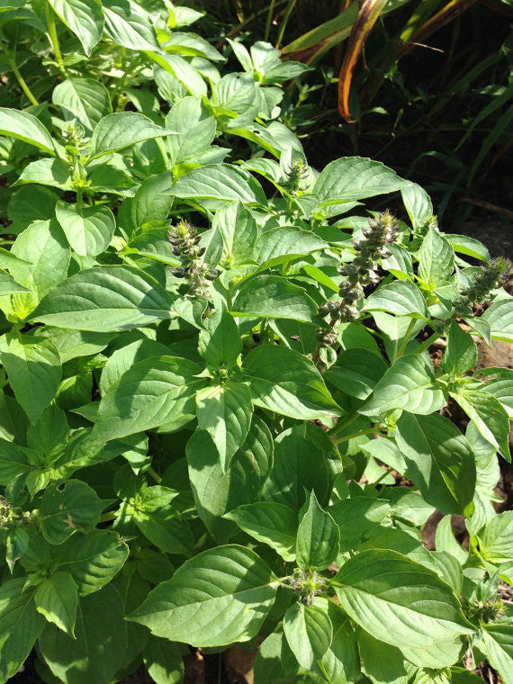 Lemon Basil Seeds in the Herb Garden
