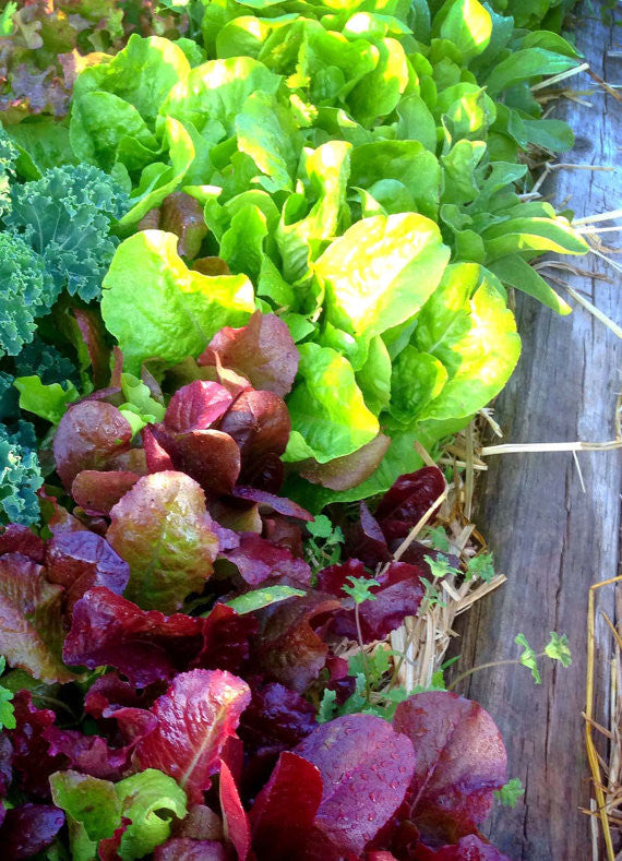 Mixed Lettces in the Vegetable Garden at Mountainlily Farm