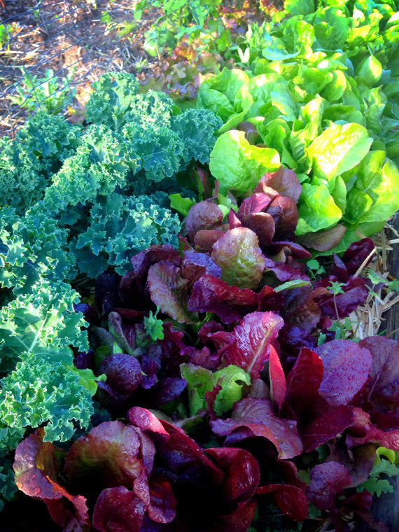 Lettuces Mixed Varieties Leaf Lettuce Seeds