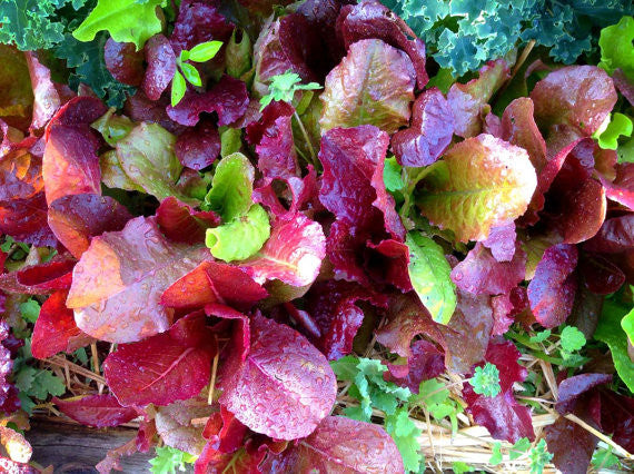 Baby Leaf Lettuce in the vegetable garden