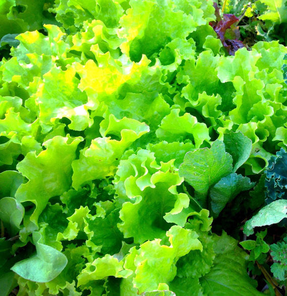 Mixed Lettuce Seeds for the vegetable garden