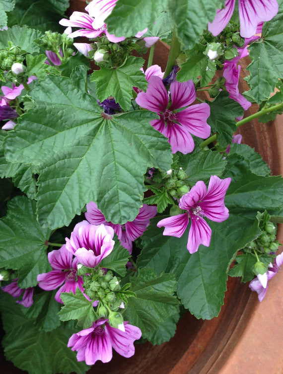 Malva Zebrina Seeds