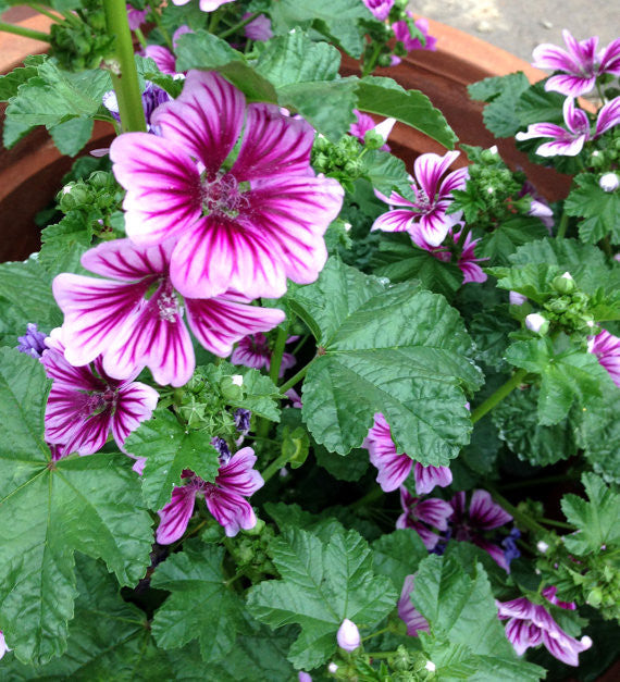 Zebra Malva Seeds