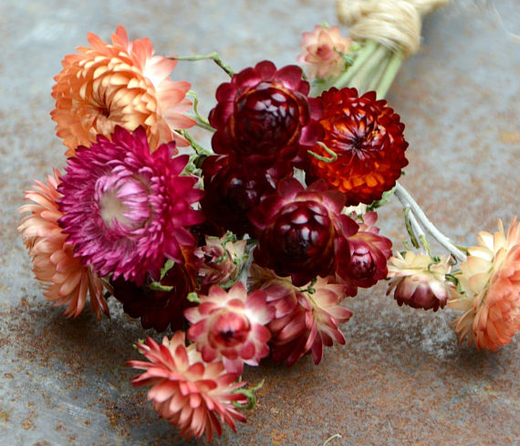 Strawflowers for Dried Flower Projects