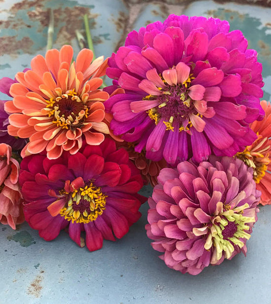 Premium Cut Flower Zinnia Collection, Mixed Zinnias for Cutting Garden