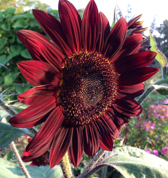 Sunflower Moulin Rouge Red Sunflowers