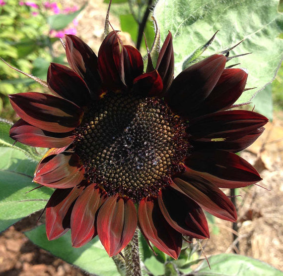 Burgundy Moulin Rouge Sunflower Seeds