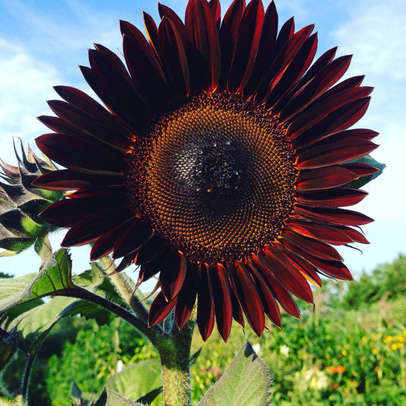 Moulin Rouge Sunflower Seeds