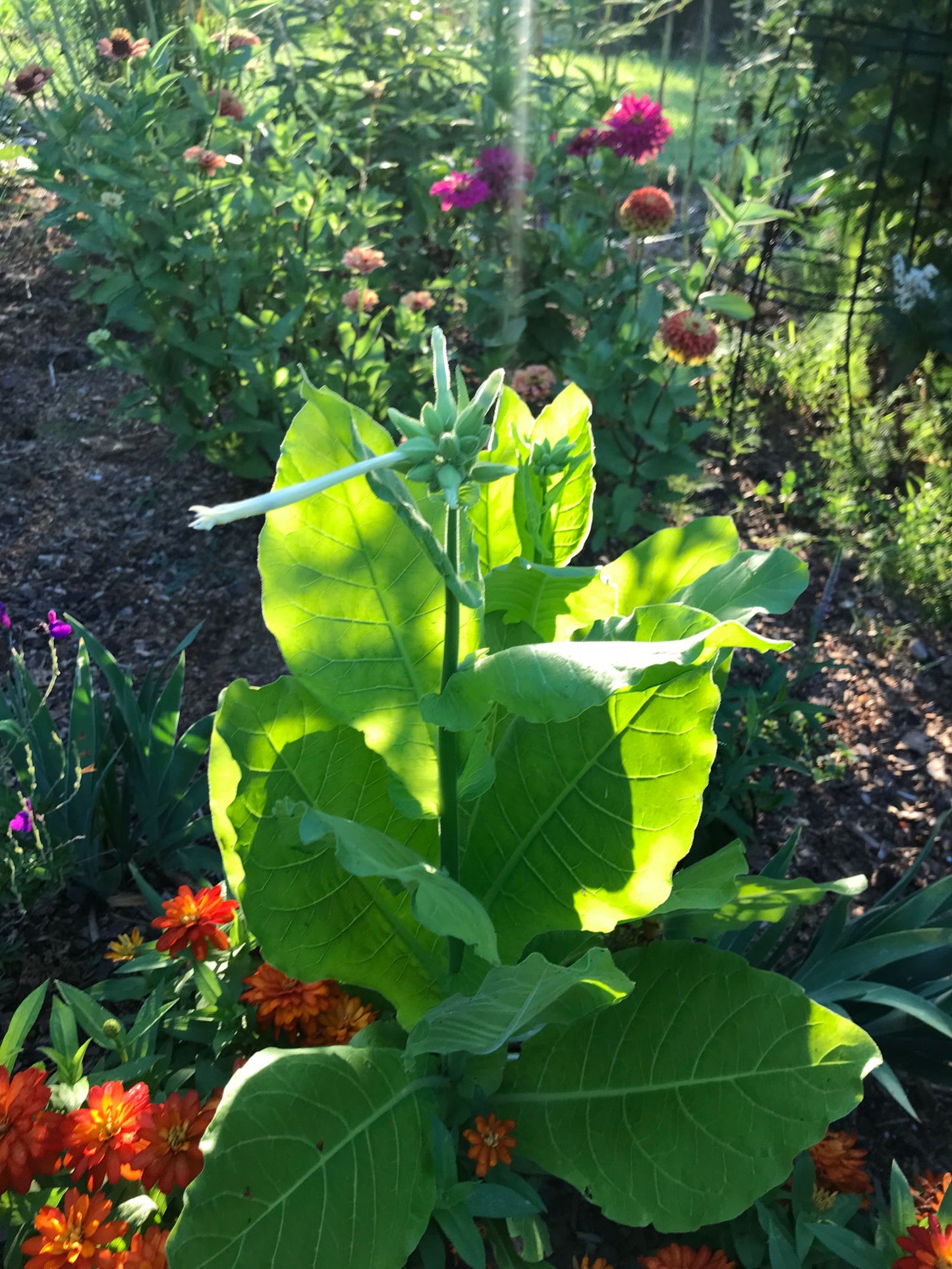 Flowering Tobacco in the Summer Garden