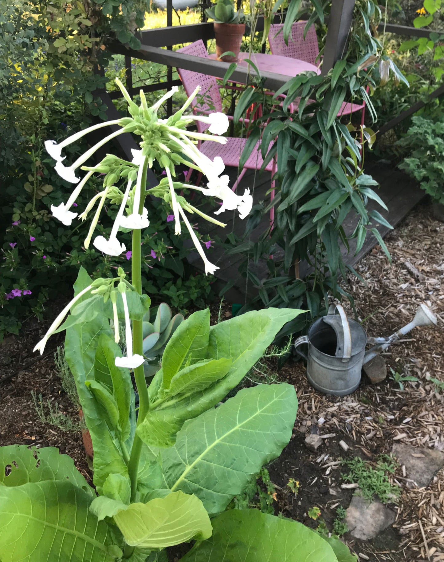 Nicotiana sylvestris Seeds