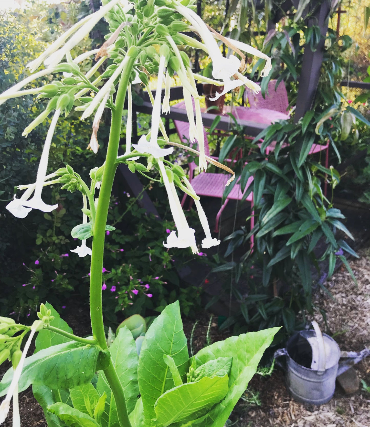 Indian Peace Pipes Nicotiana
