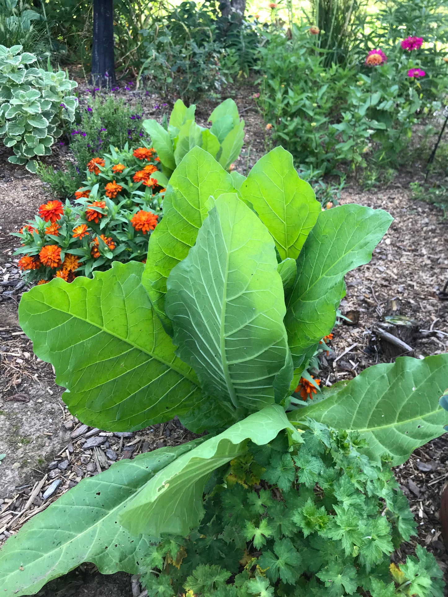 Annual Nicotiana plants 