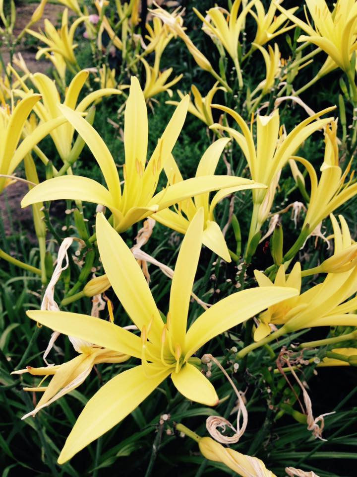 Night Blooming Daylily Evening Garden Favorite