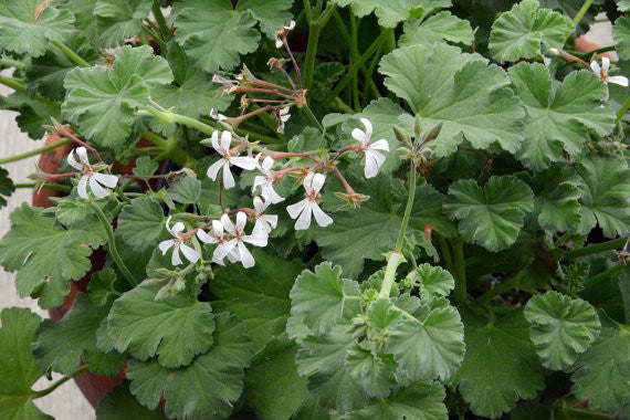 Nutmeg Scented Geranium Plant