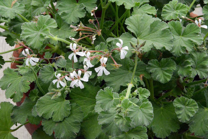 scented geranium seeds for sale Nutmeg Scented Geranium Fragrant Pelargonium Plant Great for Container – Mountainlily Farm