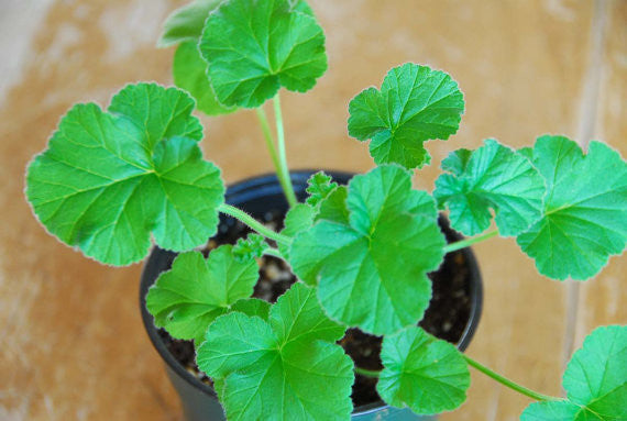 Orange Scented Geranium Fragrant Pelargonium Plant