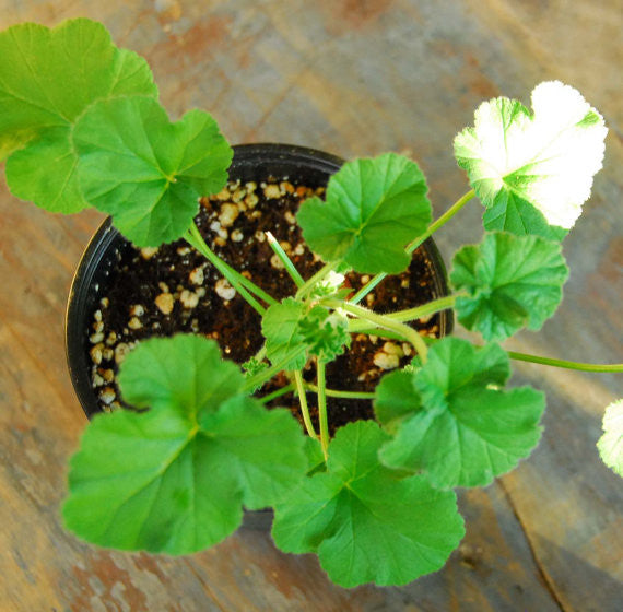 Orange Scented Geranium Fragrant Pelargonium Plant