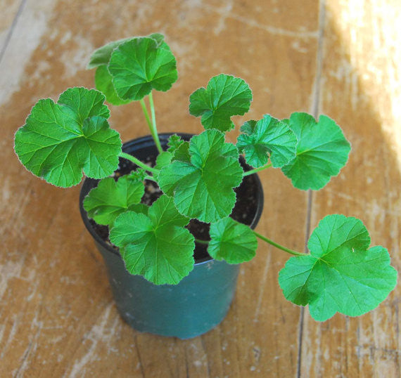 Orange Scented Geranium Fragrant Pelargonium Plant