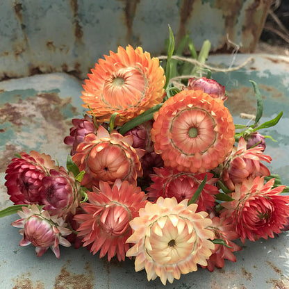 100 APRICOT & PEACH STRAWFLOWER Mix Coral Paper Daisy Helichrysum Bracteatum Flower Seeds 100 APRICOT & PEACH STRAWFLOWER Mix Coral Paper Daisy Helichrysum Bracteatum Flower Seeds