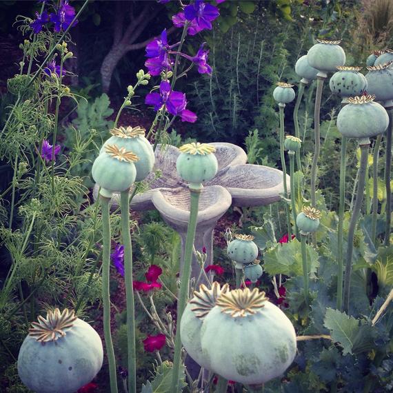 Double Poppy Seed Pods in the Garden