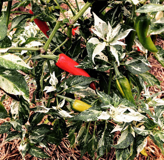 Fish Pepper Seeds - Organic Heirloom, Rare Hot Pepper, Capsicum Annual