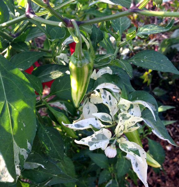 Fish Pepper Seeds Heirloom Peppers