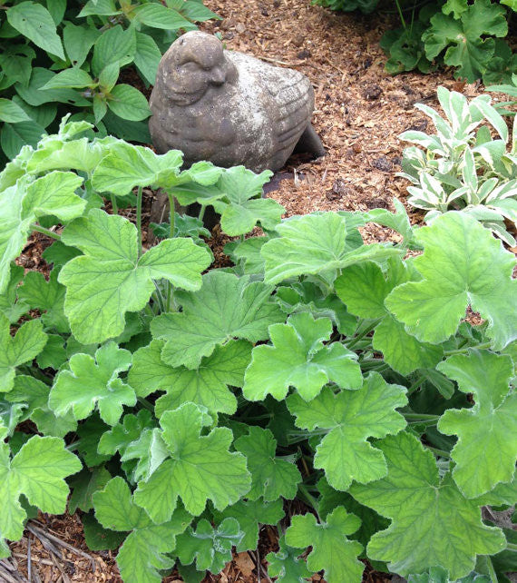 Peppermint Scented Geranium Plant