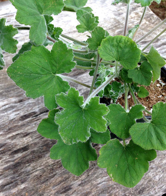 Peppermint Geranium Fragrant Herb Plant