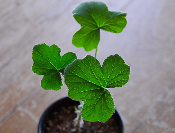 Scented Pelargonium Peppermint