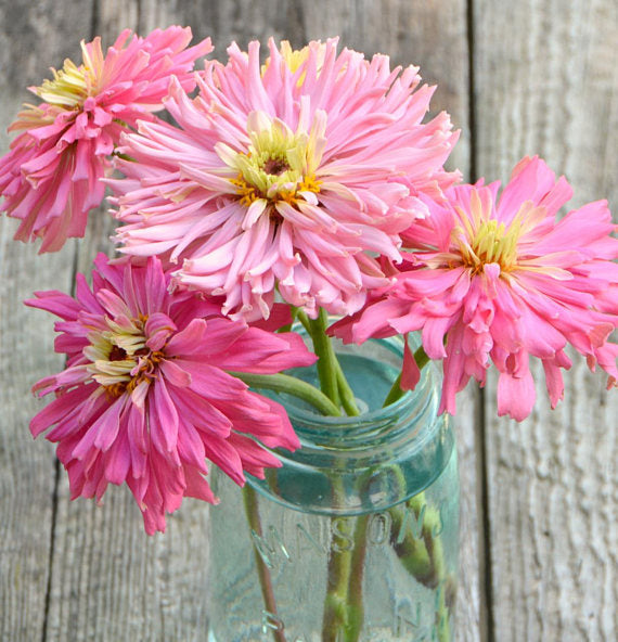 Pretty Pink Zinnia Blooms for Cut Flower Gardens