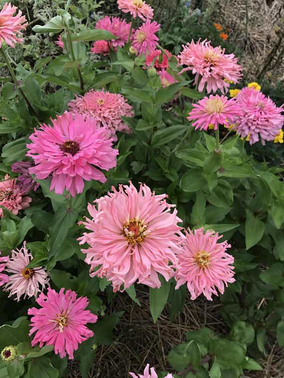Pink Zinnias in the Cut Flower Garden