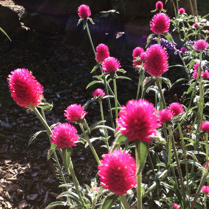 Pink Gomphrena in the Garden