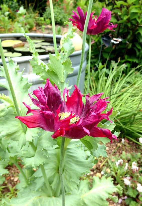 Heirloom Poppies Mixed Colors Breadbox Poppies