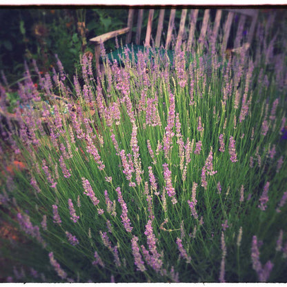 Lavandula intermdeia Provence Plants