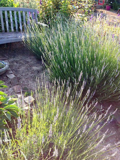 provence lavender plants for sale near me Provence Lavender Plant Lavandula intermedia Live Plants for the Herb – Mountainlily Farm