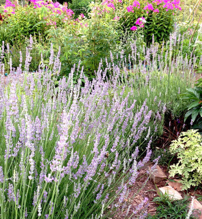 live lavender plants for sale near me Provence Lavender Plant Lavandula intermedia Live Plants for the Herb – Mountainlily Farm