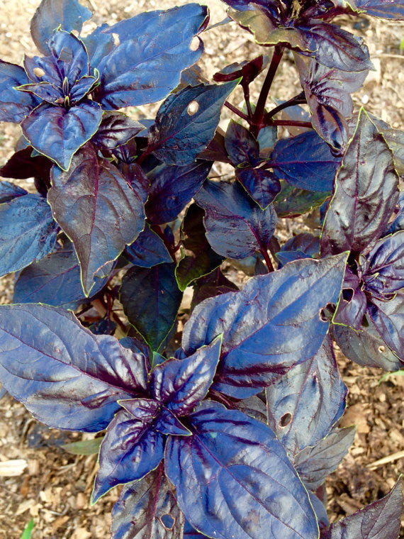 Purple Basil Seeds Dark Opal Purple Basil Easy to Grow Herb