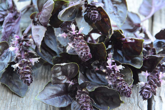 Purple Basil Seeds Dark Opal Purple Basil Easy to Grow Herb