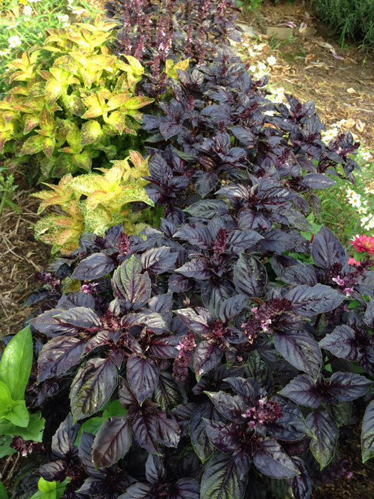 Purple Basil in Mixed Plantings