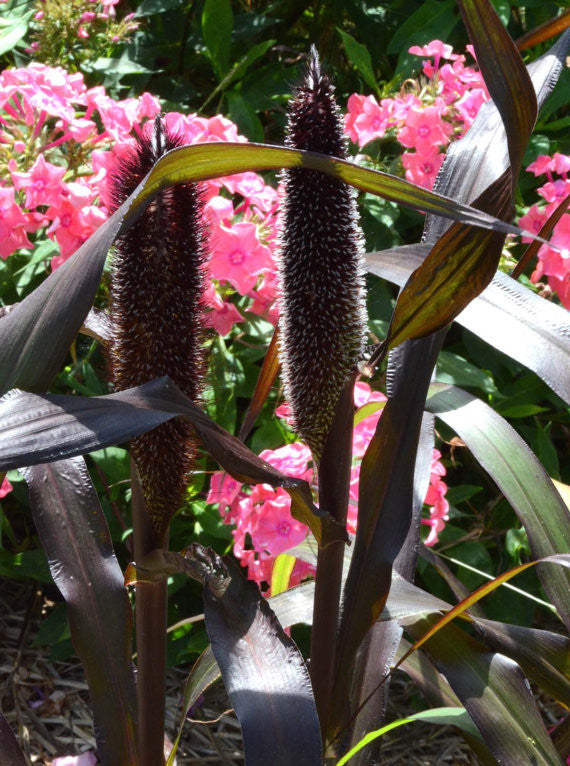 Purple Millet Seeds