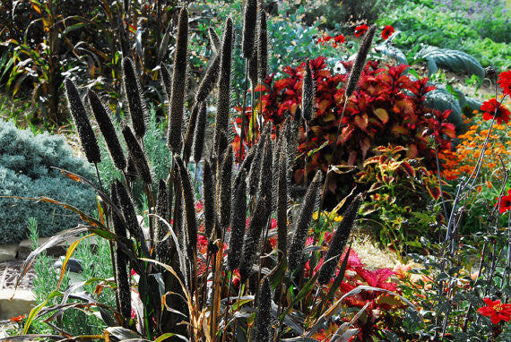 Purple Millet Flower Stalks