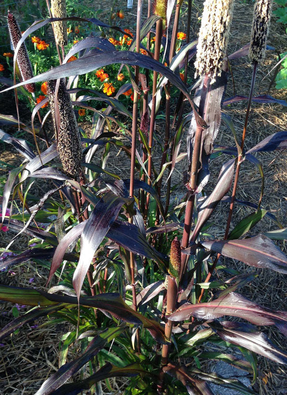 Purple Millet in the garden