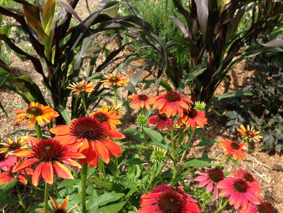 Purple Millet Flowers