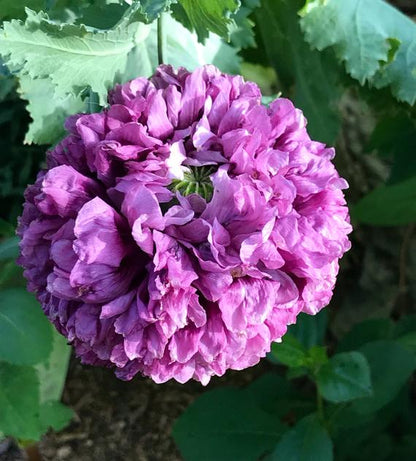 Purple Peony Poppy Seed