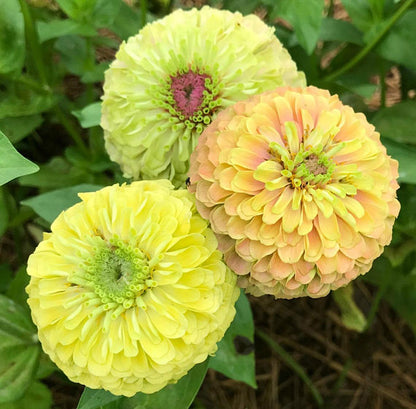 Pink and Green Zinnia Queen Lime Blush