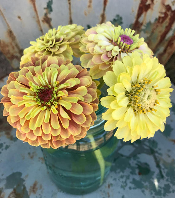 Queen Lime Blush Zinnia Seeds