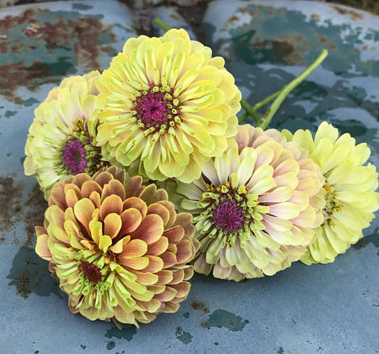 Queen Lime Blush Zinnia Seeds For Sale