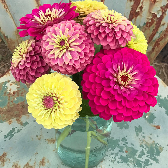 Mixed Zinnia Bouquet 